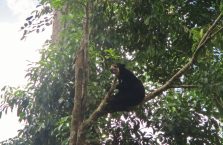 Niedźwiedzie słoneczne Borneo (2)