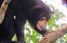 Niedźwiedzie słoneczne Borneo (3)