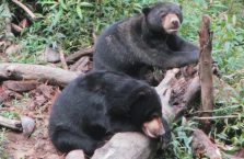 Niedźwiedzie słoneczne Borneo (4)
