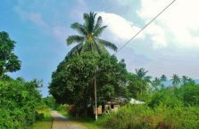 Pulau Tioman (53)