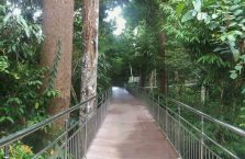 Rainforest Discovery Centre (4)