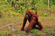 Semenggog Orangutan Borneo (6)