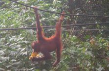 Sepilok Orangutan (3)