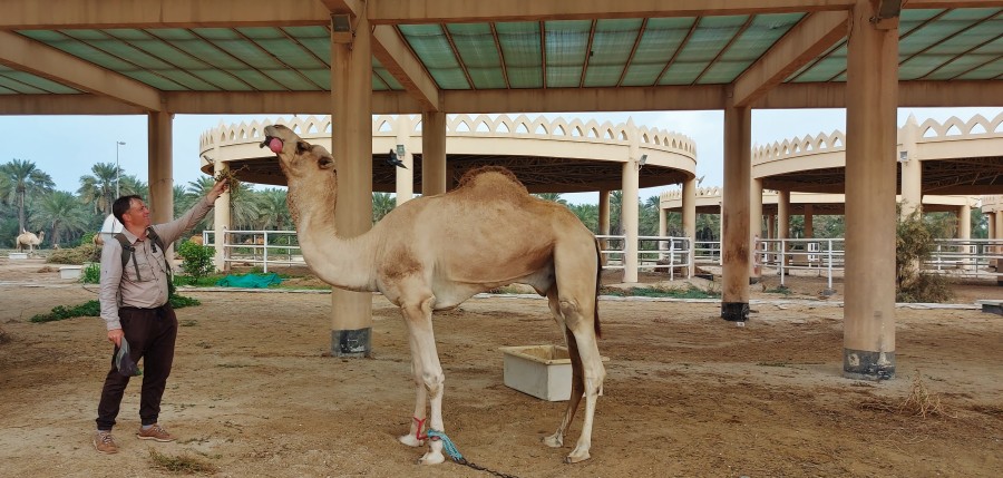 Farma wielbłądów w Janabiyah, Bahrajn.