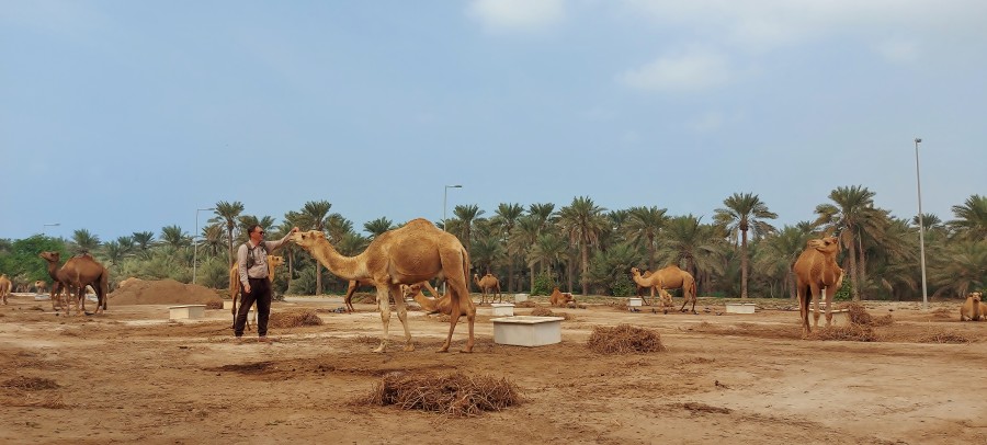Farma wielbłądów Janabiya. Bahrajn.
