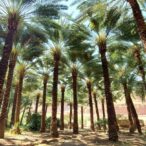 Saudi Arabia Al Ula date palm trees