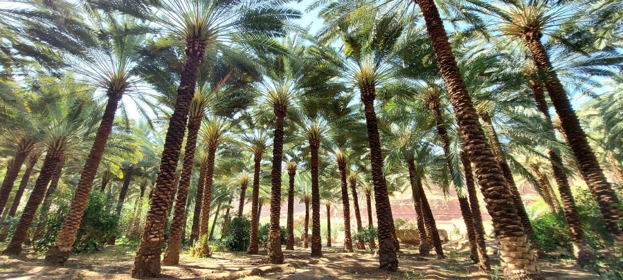 Arabia Saudyjska. Plantacja palm daktylowych na pustyni w Al Ula.