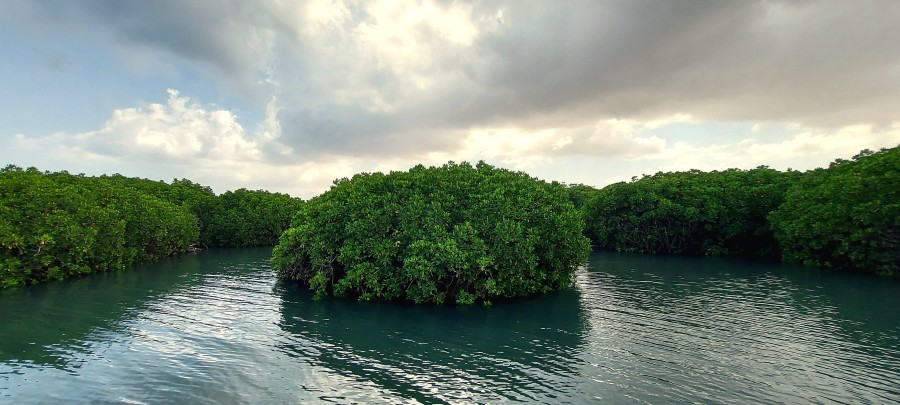 Lasy mangrowe. Wyspa Farasan, Arabia Saudyjska.