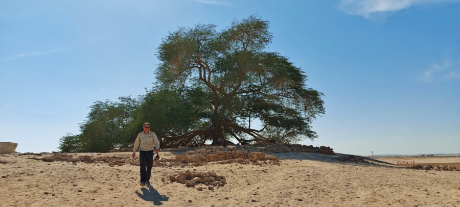 Drzewo Życia, Bahrajn.