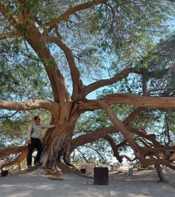 Drzewo Życia w Bahrajnie