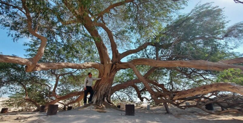 Drzewo Życia w Bahrajnie