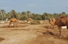 Janabiyah camel farm Bahrain (1)