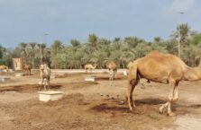 Janabiyah camel farm Bahrain (4)