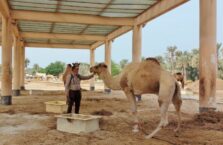Janabiyah camel farm Bahrain (7)