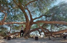 Tree of life Bahrain (9)