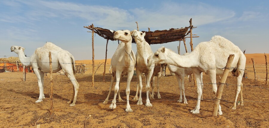 Białe wielbłądy. Arabia Saudyjska.