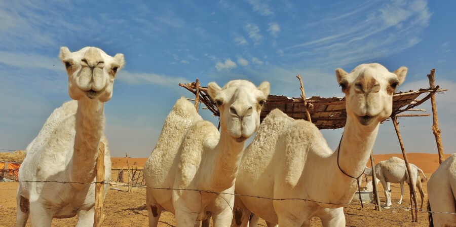 Białe wielbłądy Arabia Saudyjska.