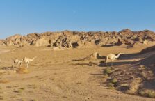 Saudi Arabia desert camels (16)