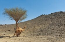 Saudi Arabia desert camels (5)
